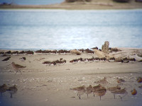 Motueka Sandspit